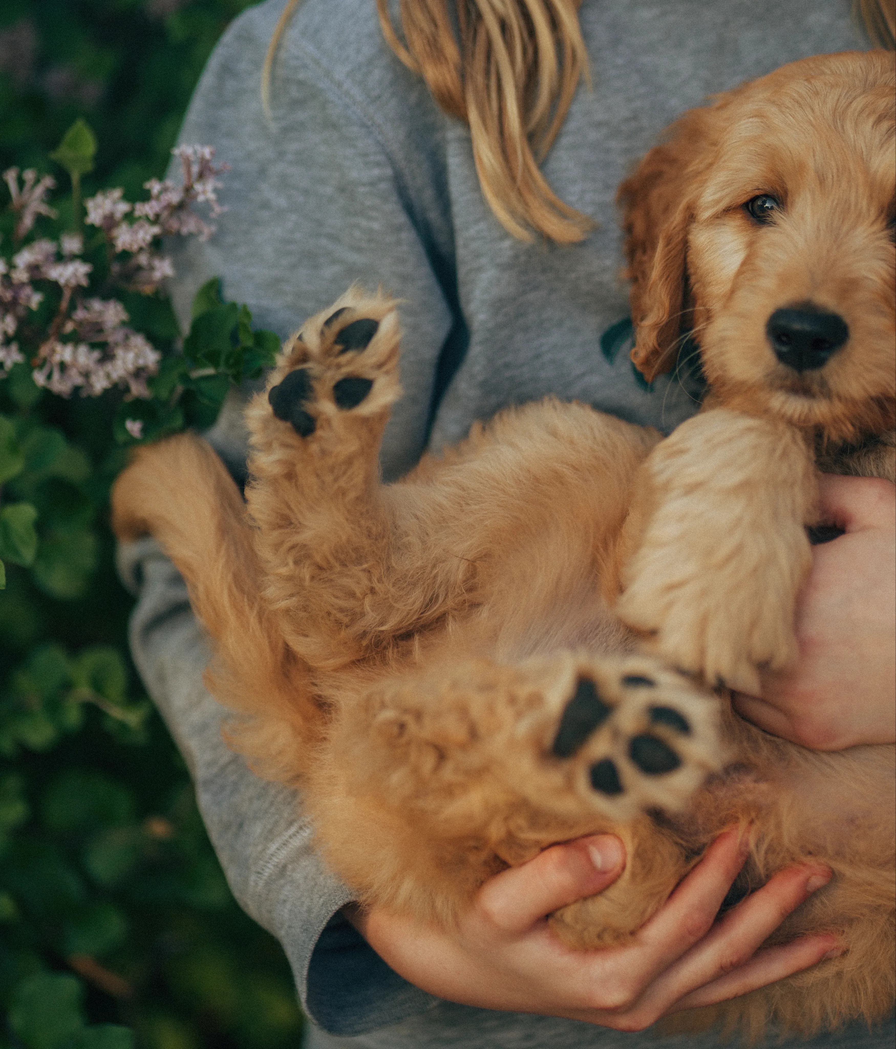 Photograph of a woman cradling a golden retriever puppy